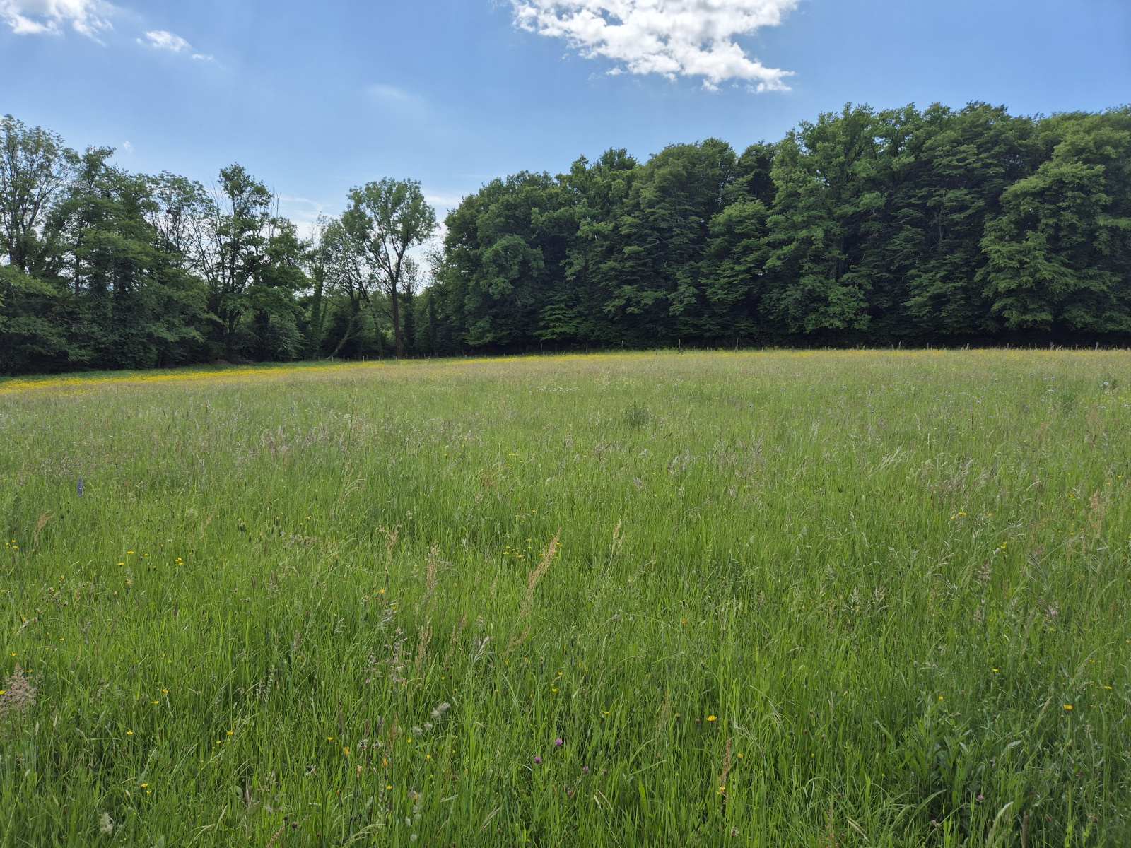 Image_, Terrain, Phaffans, ref :2089
