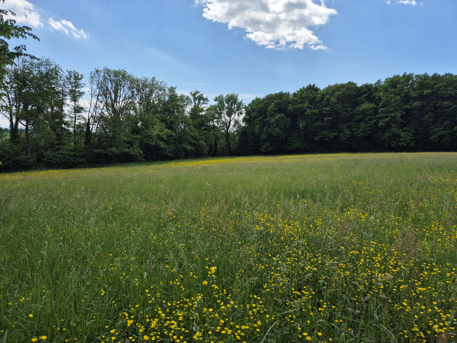 Image_, Terrain, Phaffans, ref :2089